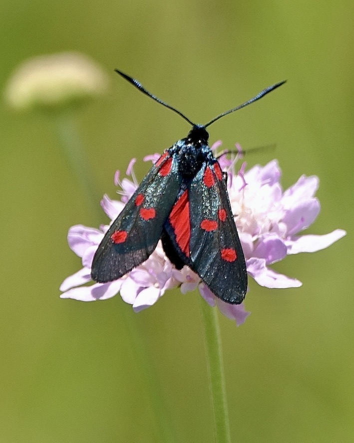 five-spot burnet